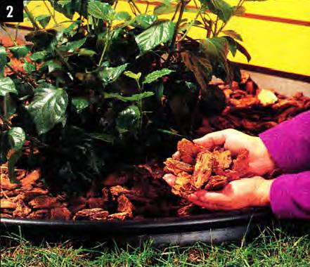 Bark is a good mulch for ornamental bushes - if a weed barrier is required, use fabric