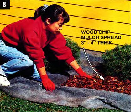 Spread the wood chip mulch between 3 to 4 inches