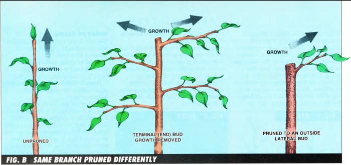 While an unpruned branch grows vertically, when cutting the terminal (end) bud will havestimulate the radial growth of new lateral buds, and when pruning everything but one sub-branch will stimulate only that outside lateral bud