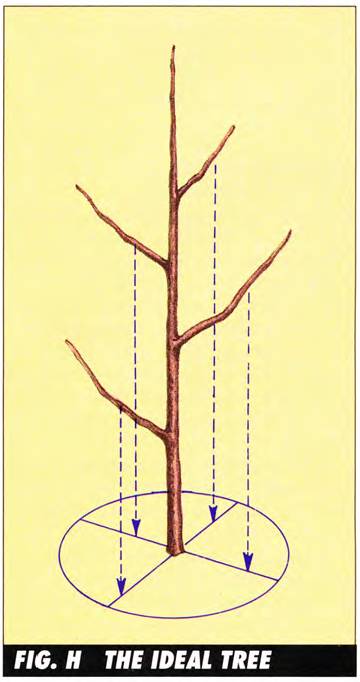 The ideal tree has a strong central leader and the scaffold limbs are properly spaced along the trunk