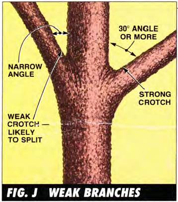 Weak crotches likely to split have a narrow angle, under 30 degrees