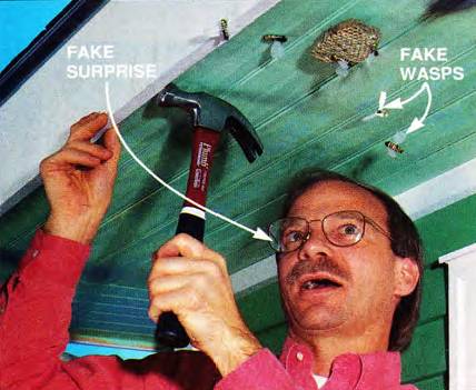 Watch out for wasps and other insects