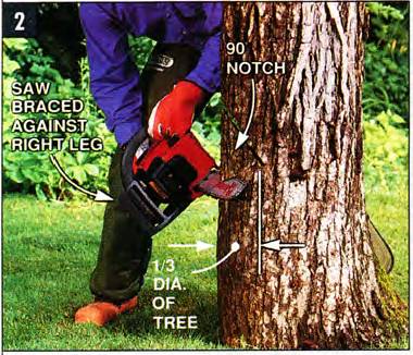 start cutting the tree trunk by bracing your chainsaw against your right leg, and notch one-third of the tree diameter - first making the upper cut, and then the lower cut. the inner angle of the removed notch should be 90 degrees.