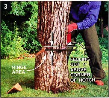 make a horizontal felling cut one inch above corner of notch, but never all the way through
